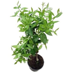 DECOALIVE Citrus Reticulata o Mandarino de 1m Árbol Frutal en Maceta de 17cm con Mandarinas Naturales DECOALIVE Citrus Reticulata o Mandarino de 1m Árbol Frutal en Maceta de 17cm con Mandarinas Naturales