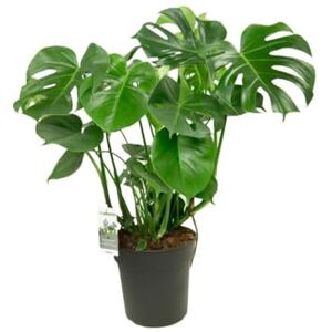 DECOALIVE Planta Viva de Monstera Deliciosa Follaje Grande y Exótico Crecimiento Rápido en Interior DECOALIVE Planta Viva de Monstera Deliciosa Follaje Grande y Exótico Crecimiento Rápido en Interior
