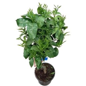 DECOALIVE Citrus Reticulata Natural – Árbol Frutal de Exterior en Maceta de 17cm Ideal para Cultivo Casero DECOALIVE Citrus Reticulata Natural – Árbol Frutal de Exterior en Maceta de 17cm Ideal para Cultivo Casero
