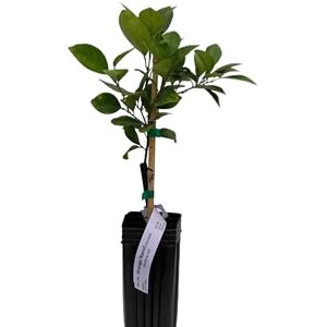 DECOALIVE Cultiva Naranjas en Casa El Árbol Frutal que Transformará tu Jardín DECOALIVE Cultiva Naranjas en Casa El Árbol Frutal que Transformará tu Jardín