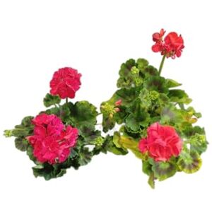 DECOALIVE Geranios Rojos Pack de 2 Plantas Naturales con Flores Rojas DECOALIVE Geranios Rojos Pack de 2 Plantas Naturales con Flores Rojas