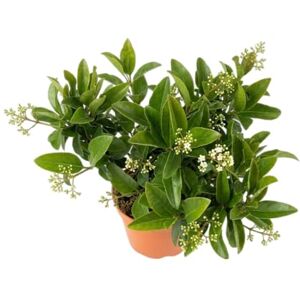 DECOALIVE Viburnum Planta Natural Decorativa para Exterior con Floración Estacional y Fácil Mantenimiento DECOALIVE Viburnum Planta Natural Decorativa para Exterior con Floración Estacional y Fácil Mantenimiento