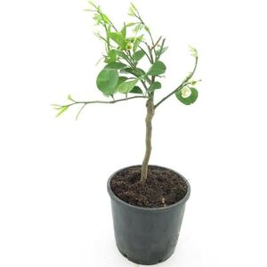 DECOALIVE Citrus Paradisi Natural Árbol para Cultivar Pomelos que Debes Tener en tu Huerto DECOALIVE Citrus Paradisi Natural Árbol para Cultivar Pomelos que Debes Tener en tu Huerto