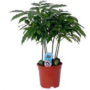 DECOALIVE Castaño Australiano Natural Árbol Ornamental de Gran Presencia y Fácil de Mantener DECOALIVE Castaño Australiano Natural Árbol Ornamental de Gran Presencia y Fácil de Mantener