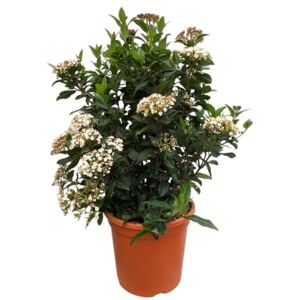 DECOALIVE Arbusto Viburnum para Crear Setos Naturales y Espacios Verdes Decorativos DECOALIVE Arbusto Viburnum para Crear Setos Naturales y Espacios Verdes Decorativos