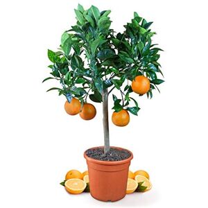 DECOALIVE Árbol Frutal Natural Mediterráneo Naranjo +120cm de Altura, DECOALIVE Árbol Frutal Natural Mediterráneo Naranjo +120cm de Altura,