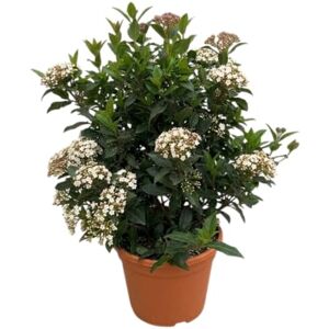 DECOALIVE Viburnum Planta Exterior Resistente para Jardín, Patio o Terraza con Estilo Natural DECOALIVE Viburnum Planta Exterior Resistente para Jardín, Patio o Terraza con Estilo Natural
