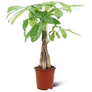 DECOALIVE Pachira Aquatica Natural Árbol Ornamental Ideal para Decorar Interiores DECOALIVE Pachira Aquatica Natural Árbol Ornamental Ideal para Decorar Interiores