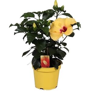 DECOALIVE Árbol de Crecimiento Rápido Hibiscus o Rosa Sinensis de Color Amarillo DECOALIVE Árbol de Crecimiento Rápido Hibiscus o Rosa Sinensis de Color Amarillo