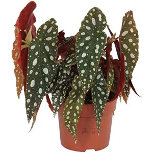 DECOALIVE Begonia Moteada o Maculta Planta Ideal para el Interior de la Casa DECOALIVE Begonia Moteada o Maculta Planta Ideal para el Interior de la Casa