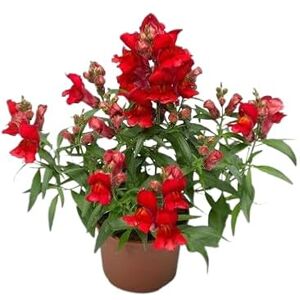 DECOALIVE Antirrhinum en Maceta para Decoración de Exteriores Planta Natural con Flores Duraderas DECOALIVE Antirrhinum en Maceta para Decoración de Exteriores Planta Natural con Flores Duraderas