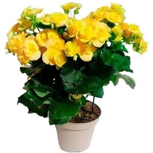 DECOALIVE Begonia- Planta Natural de Jardín con Encantadoras Flores de Primavera DECOALIVE Begonia- Planta Natural de Jardín con Encantadoras Flores de Primavera