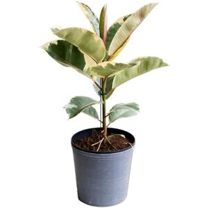 DECOALIVE Ficus Elastica Variegata Natural Planta de Interior o Exterior con Hojas Grandes DECOALIVE Ficus Elastica Variegata Natural Planta de Interior o Exterior con Hojas Grandes