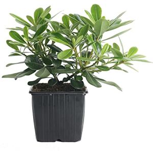 DECOALIVE Arbusto Ornamental Natural de Pittosporum o Azarero Árbol de Exterior DECOALIVE Arbusto Ornamental Natural de Pittosporum o Azarero Árbol de Exterior