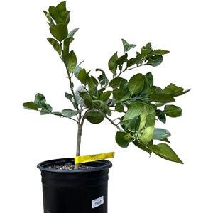 DECOALIVE Pomelo Árbol Frutal Natural Disfruta de Pomelos Frescos en tu Jardín DECOALIVE Pomelo Árbol Frutal Natural Disfruta de Pomelos Frescos en tu Jardín