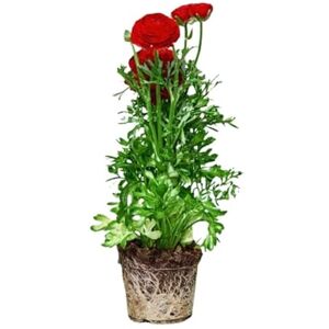 DECOALIVE Planta de Ranúnculo Natural en Maceta Ideal para Decoración de Exteriores con Flores Resistentes DECOALIVE Planta de Ranúnculo Natural en Maceta Ideal para Decoración de Exteriores con Flores Resistentes