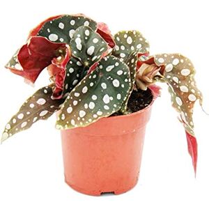 DECOALIVE Begonia Maculata Natural La Planta de Interior que Enamora a Primera Vista DECOALIVE Begonia Maculata Natural La Planta de Interior que Enamora a Primera Vista