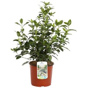 DECOALIVE Viburnum Natural Árbol Ornamental Resistente para Jardines DECOALIVE Viburnum Natural Árbol Ornamental Resistente para Jardines