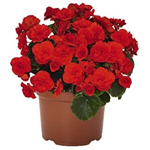 DECOALIVE Begonia Flor Roja Variedad Elatior Begonia Flor Interior DECOALIVE Begonia Flor Roja Variedad Elatior Begonia Flor Interior