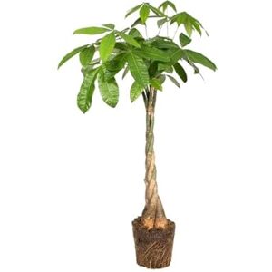 DECOALIVE Pachira Aquática XL 100cm Natural Árbol Ornamental Conocido como Ceibo de Agua DECOALIVE Pachira Aquática XL 100cm Natural Árbol Ornamental Conocido como Ceibo de Agua