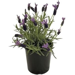 DECOALIVE Set de Regalo de Espliego en Maceta Un Regalo Especial para Amantes de las Plantas de Lavanda y la Aromaterapia DECOALIVE Set de Regalo de Espliego en Maceta Un Regalo Especial para Amantes de las Plantas de Lavanda y la Aromaterapia