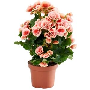DECOALIVE Begonia Elatior en Maceta – Planta Viva de Interior Fácil Cuidado y Floración Duradera DECOALIVE Begonia Elatior en Maceta – Planta Viva de Interior Fácil Cuidado y Floración Duradera