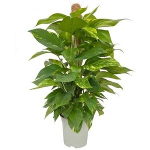 DECOALIVE Potus Tutor: Planta Natural y Tropical de Interior Ideal para Decorar el Hogar DECOALIVE Potus Tutor: Planta Natural y Tropical de Interior Ideal para Decorar el Hogar