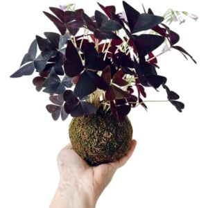 DECOALIVE Kokedama de Trébol de la Suerte Morado Planta Viva Interior DECOALIVE Kokedama de Trébol de la Suerte Morado Planta Viva Interior