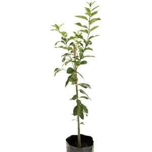 DECOALIVE Citrus Aurantiifolia Natural Árbol de la Lima que Debes Tener en tu Huerto DECOALIVE Citrus Aurantiifolia Natural Árbol de la Lima que Debes Tener en tu Huerto