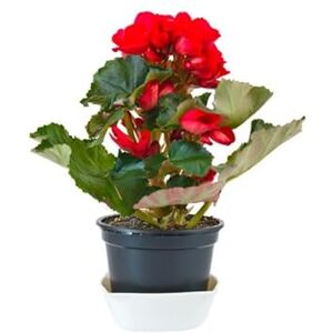 DECOALIVE Begonia Elatior Mix Color la Planta de Floración Fácil y Duradera DECOALIVE Begonia Elatior Mix Color la Planta de Floración Fácil y Duradera