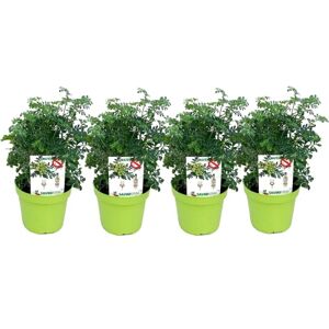 DECOALIVE Ruda Planta Antimosquitos Pack de 4 Unidades Hierbas Repelentes de Insectos Naturales DECOALIVE Ruda Planta Antimosquitos Pack de 4 Unidades Hierbas Repelentes de Insectos Naturales