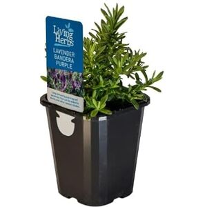 DECOALIVE Lavanda en Maceta Planta de Fácil Mantenimiento y Crecimiento DECOALIVE Lavanda en Maceta Planta de Fácil Mantenimiento y Crecimiento