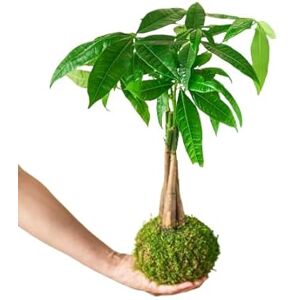 DECOALIVE Kokedama Japonés Planta de Interior Pachira Aquatica Planta Natural con Maceta de Musgo DECOALIVE Kokedama Japonés Planta de Interior Pachira Aquatica Planta Natural con Maceta de Musgo