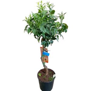 DECOALIVE Citrus Sinensis Natural – Árbol Frutal de Exterior en Maceta de 17cm Ideal para Cultivo Casero DECOALIVE Citrus Sinensis Natural – Árbol Frutal de Exterior en Maceta de 17cm Ideal para Cultivo Casero