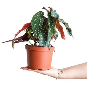 DECOALIVE Begonia Maculata Planta Natural Resistente y de Poco Riego DECOALIVE Begonia Maculata Planta Natural Resistente y de Poco Riego