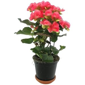 DECOALIVE Begonia Elatior Viva y Natural Planta Decorativa para Mesa o Estante Cuidado Sencillo DECOALIVE Begonia Elatior Viva y Natural Planta Decorativa para Mesa o Estante Cuidado Sencillo