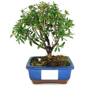 DECOALIVE Serissa Phoetida en Bonsái Natural Árbol Ornamental DECOALIVE Serissa Phoetida en Bonsái Natural Árbol Ornamental