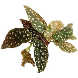 DECOALIVE Begonia Moteada Planta Natural Begonia Maculata Ideal para Interior DECOALIVE Begonia Moteada Planta Natural Begonia Maculata Ideal para Interior