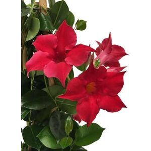 DECOALIVE Planta de Dipladenia Natural Flores Rojas Planta de Exterior o Interior DECOALIVE Planta de Dipladenia Natural Flores Rojas Planta de Exterior o Interior