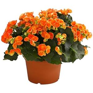 DECOALIVE Begonia Hiemalis Flor Natural Colores Mixtos Planta Interior y Exterior DECOALIVE Begonia Hiemalis Flor Natural Colores Mixtos Planta Interior y Exterior