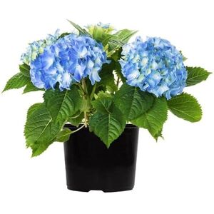 DECOALIVE Hortensia Azul en Maceta Arbusto Ornamental Natural Ideal para Espacios Verdes DECOALIVE Hortensia Azul en Maceta Arbusto Ornamental Natural Ideal para Espacios Verdes