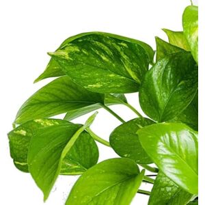 DECOALIVE Potho o Epipremnum Aureum la Planta de Interior Perfecta para Crear un Oasis Verde en tu Hogar DECOALIVE Potho o Epipremnum Aureum la Planta de Interior Perfecta para Crear un Oasis Verde en tu Hogar