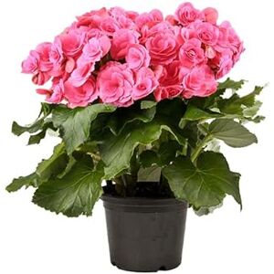 DECOALIVE Begonia Elatior Natural Planta Resistente y Fácil de Cuidar DECOALIVE Begonia Elatior Natural Planta Resistente y Fácil de Cuidar
