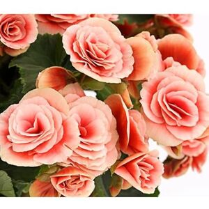 DECOALIVE Begonia de Flor PREMIUM Planta Variedad Elatior Colores Exuberantes DECOALIVE Begonia de Flor PREMIUM Planta Variedad Elatior Colores Exuberantes