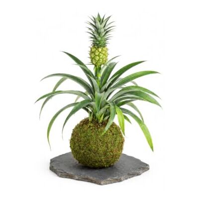 DECOALIVE Kokedama Natural Artesanal con Piña de Chucha Ananas Comosus de Luz Intensa, con Riego Más Regular durante Crecimiento y Floración DECOALIVE Kokedama Natural Artesanal con Piña de Chucha Ananas Comosus de Luz Intensa, con Riego Más Regular durante Crecimiento y Floración
