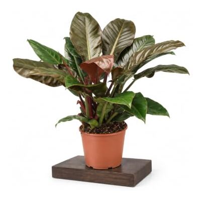 DECOALIVE Philodendron Imperial Red en Maceta 20 cm Planta XL Altura 65-75 cm, Luz Filtrada y Compost Rico Bien Drenado DECOALIVE Philodendron Imperial Red en Maceta 20 cm Planta XL Altura 65-75 cm, Luz Filtrada y Compost Rico Bien Drenado