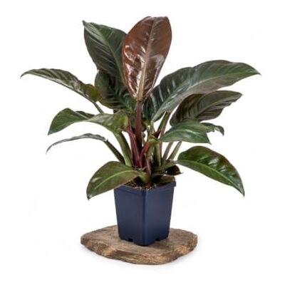 DECOALIVE Philodendron Rojo Imperial, Maceta 20 cm, 65-75 cm Cultivo Protegido en Interior, Invernadero o Patio bajo Condiciones Apropiadas DECOALIVE Philodendron Rojo Imperial, Maceta 20 cm, 65-75 cm Cultivo Protegido en Interior, Invernadero o Patio bajo Condiciones Apropiadas