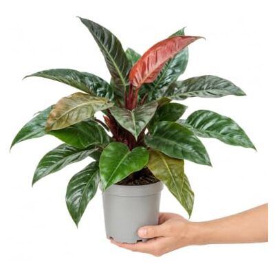 DECOALIVE Filodendro XL Imperial Rojo de Interior Maceta 20 cm Philodendron Imperial Red en Maceta de 20 cm y Altura de 65-75 cm DECOALIVE Filodendro XL Imperial Rojo de Interior Maceta 20 cm Philodendron Imperial Red en Maceta de 20 cm y Altura de 65-75 cm