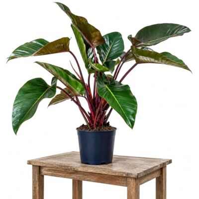 DECOALIVE Filodendro Imperial Rojo de Porte Erguido Altura 65-75 cm Porte Columnar, Compost Rico en Materia Orgánica y sin Poda Habitual · Maceta 20 cm DECOALIVE Filodendro Imperial Rojo de Porte Erguido Altura 65-75 cm Porte Columnar, Compost Rico en Materia Orgánica y sin Poda Habitual · Maceta 20 cm