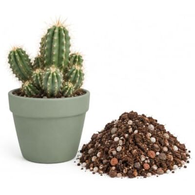 DECOALIVE Sustrato para Cactus 5 litros Mezcla con Drenaje y Aireación para Plantas Crasas DECOALIVE Sustrato para Cactus 5 litros Mezcla con Drenaje y Aireación para Plantas Crasas